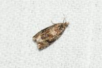 Celypha lacunana
