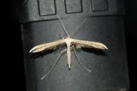 Emmelina monodactyla