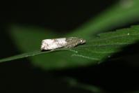 Notocelia incarnatana