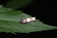 Notocelia incarnatana