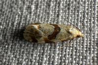 Aethes cnicana/rubigana