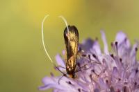 Nemophora metallica