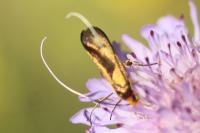 Nemophora metallica
