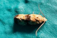 Eupoecilia angustana
