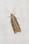 Bactra