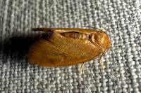 Heterogenea asella