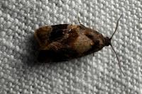 Ditula angustiorana