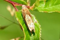 Eucosma hohenwartiana
