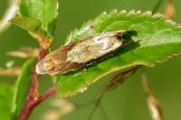 Eucosma hohenwartiana