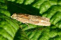 Eucosma hohenwartiana
