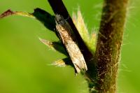Eucosma hohenwartiana
