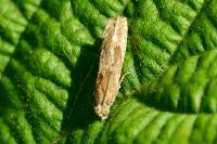 Eucosma hohenwartiana