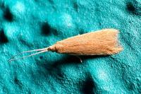 Coleophora