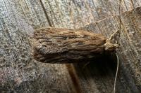 Depressaria