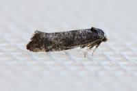 Swammerdamia pyrella