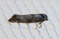 Swammerdamia pyrella