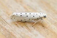 Yponomeuta