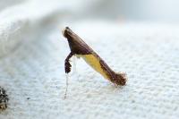 Caloptilia fidella