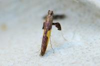 Caloptilia fidella