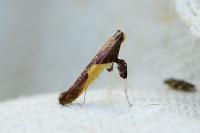 Caloptilia fidella