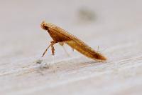 Caloptilia fribergensis