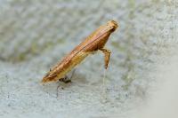 Caloptilia fribergensis