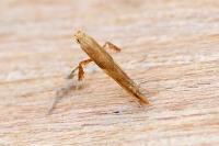 Caloptilia fribergensis