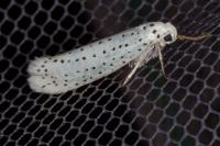 Yponomeuta evonymella