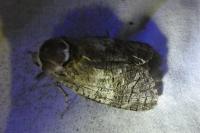 Cossus cossus