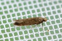Bryotropha terrella