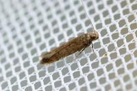 Bryotropha terrella