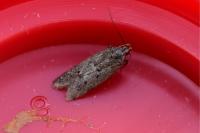 Bryotropha terrella