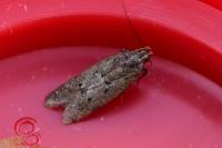 Bryotropha terrella
