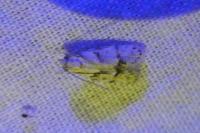 Symmoca signatella