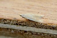 Coleophora flavipennella