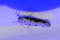 Ethmia bipunctella