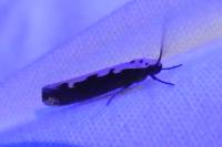Ethmia bipunctella