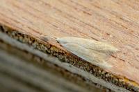 Coleophora flavipennella