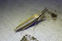 Pleurota aristella