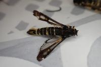 Bembecia uroceriformis