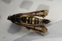 Bembecia uroceriformis