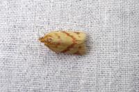 Clepsis pallidana