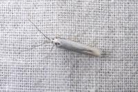Coleophora