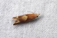 Eucosma conterminana