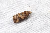 Lobesia botrana