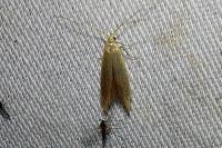 Coleophora flavipennella