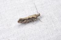 Ornativalva plutelliformis