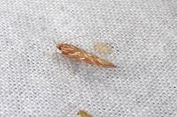 Pyroderces argyrogrammos