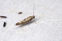 Scythris limbella