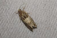 Gypsonoma aceriana